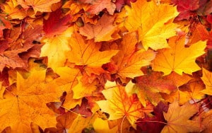 fall leaves - Ellicott City Fall Landscaping - Lauren's Garden Service and Native Plant Nursery