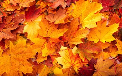 Leave Your Leaves