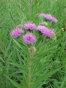 ironweed