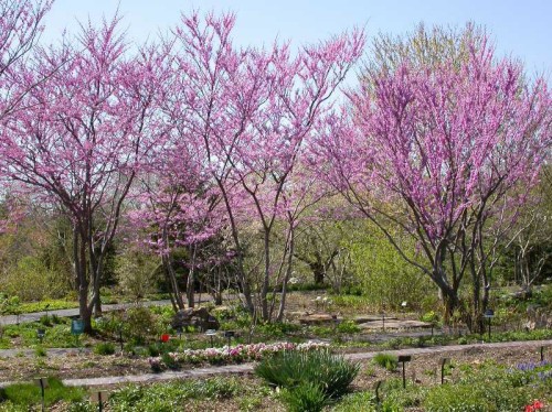 Maryland Native Trees for Spring: Cercis canadensis – Eastern Redbud
