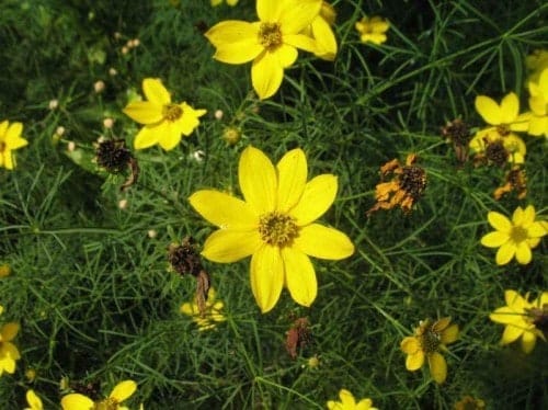 Spring Native Plant Sales 2016