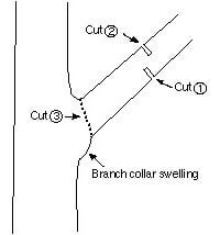 3-large-branch