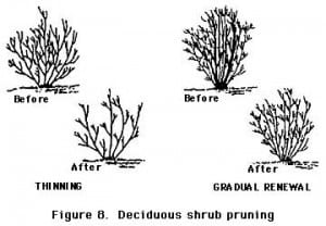 PRUNING8