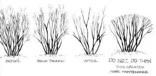 Winter Pruning Tips