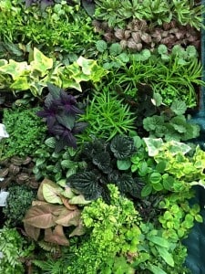 12400887_10153119221556199_666329863297547619_n