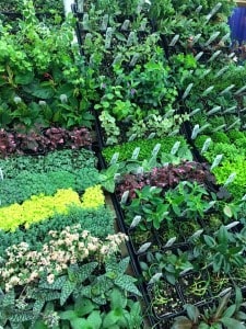 1422381_10153118960681199_6017646298503838621_n