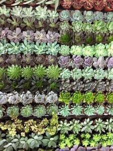 1656389_10153119221656199_4890285008195372411_n