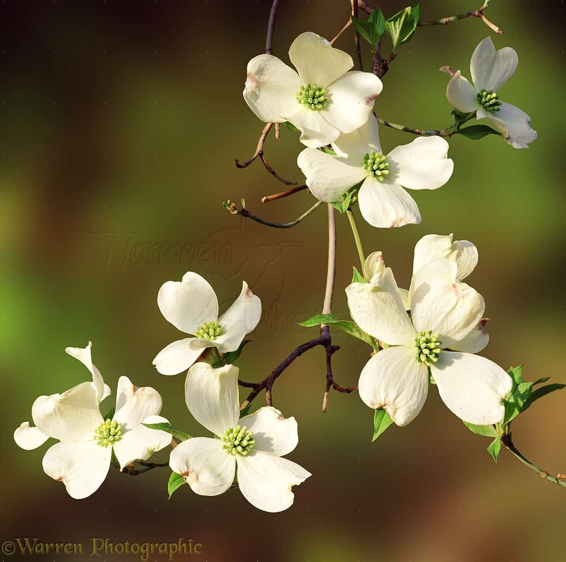 01170 Dogwood flowers