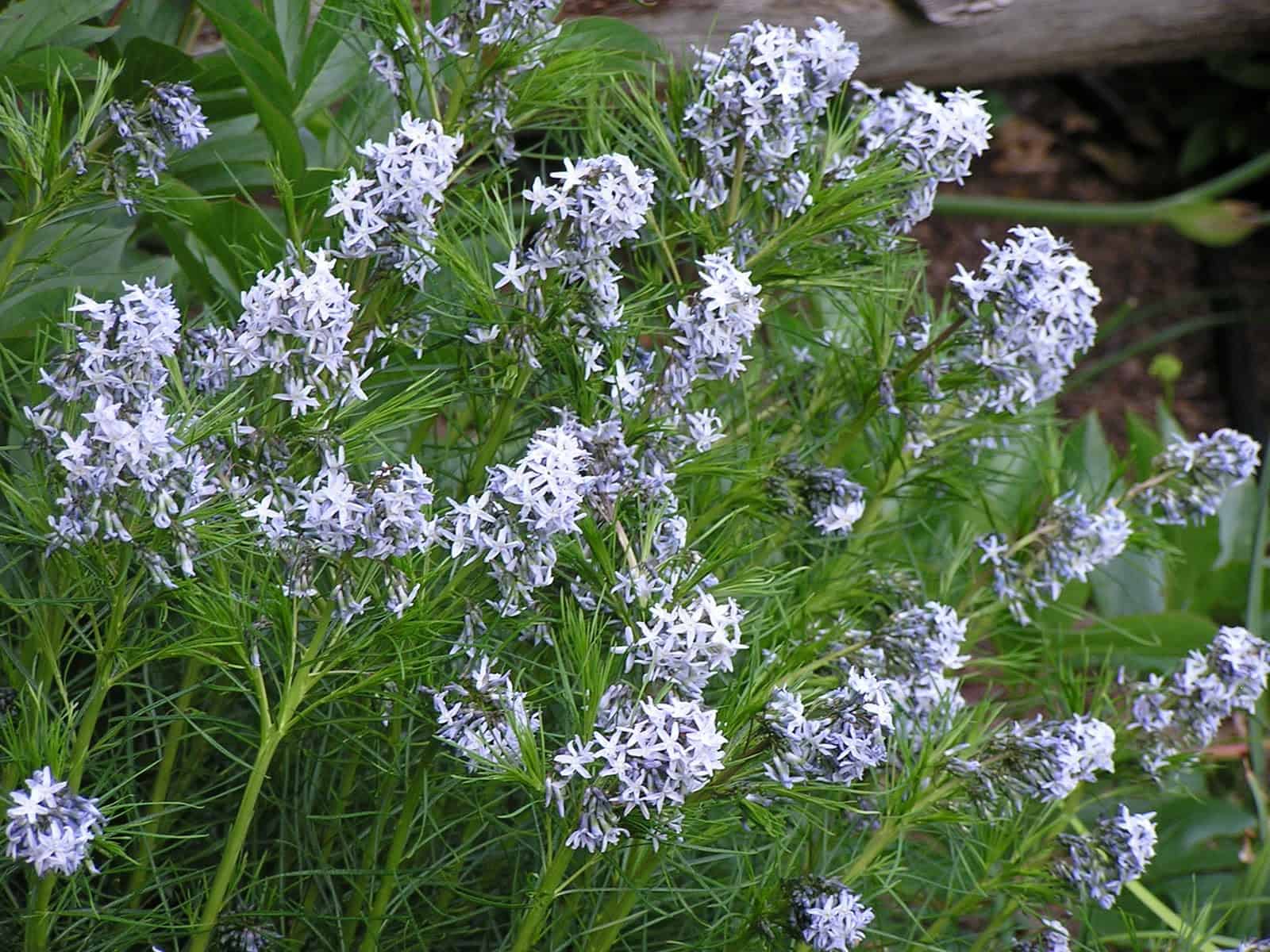 Blue discount star plant