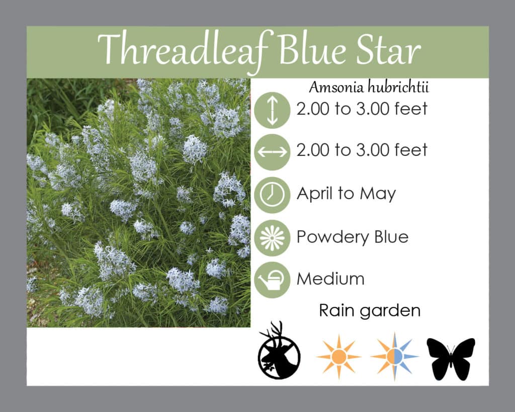 Threadleaf Blue Star