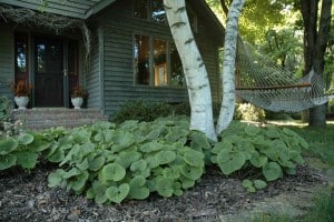 Asarum-canadense-Wild-Ginger-landscaping