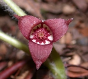 Asarum_canadense_bloom_close_up598-300x272