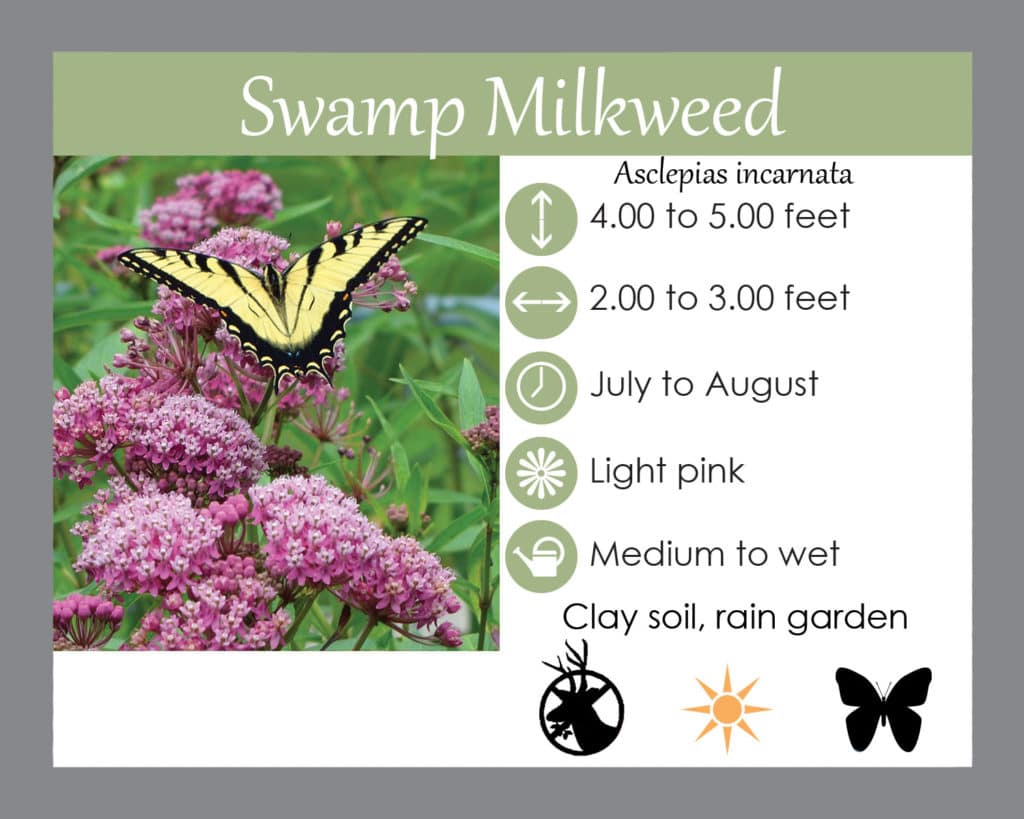 Swamp milkweed