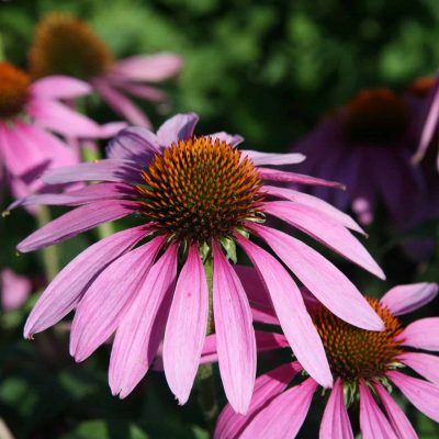 CH Echinacea purpurea