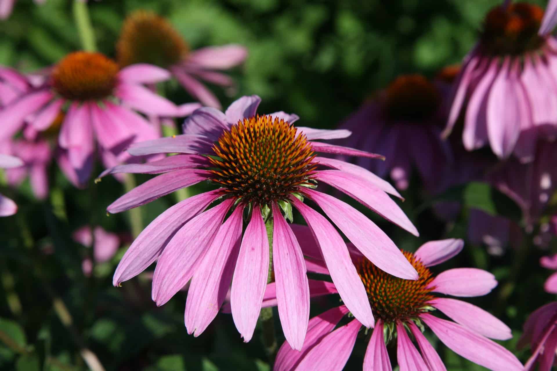 buy purple coneflower - lauren's garden service - native plant shop