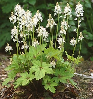 Tiarella cordifolia #1 (Foam Flower) - Scioto Gardens Nursery