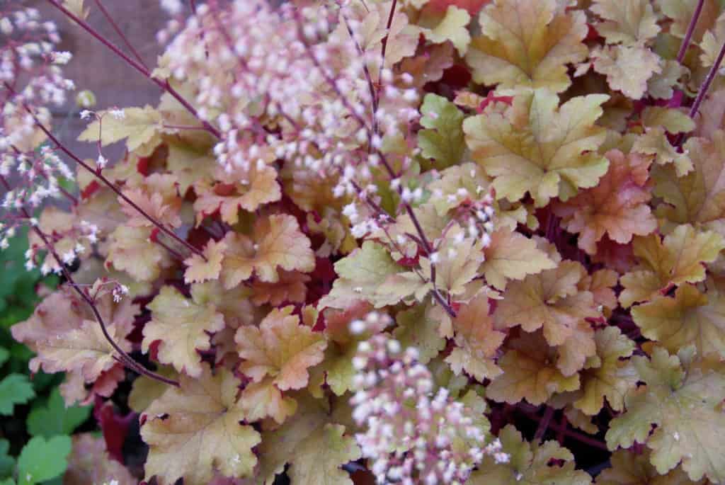 Heuchera villosa Caramel ®