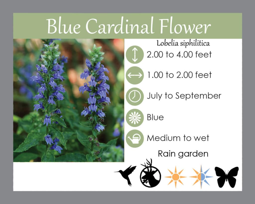blue cardinal flower