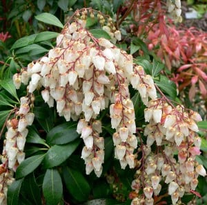 Pieris_japonica_10