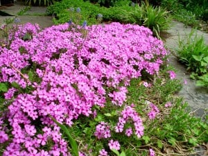 aah-moss-phlox-phlox-subulata