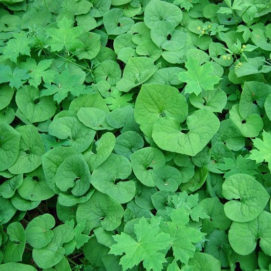 asarum canadense lg