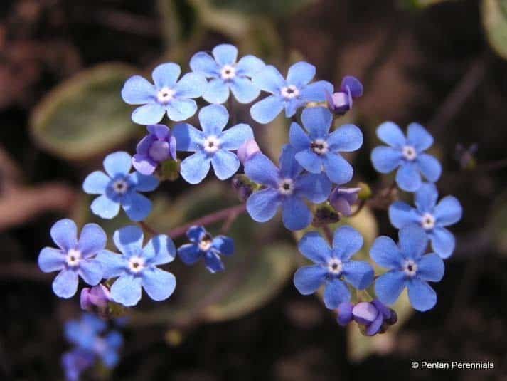 brunnera_macrophylla_hadspen_cream.11387