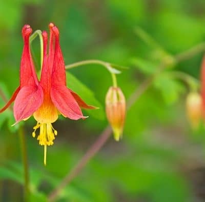 columbine 057