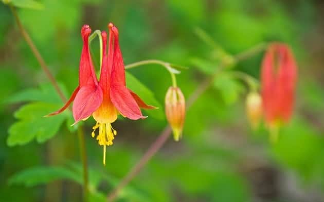 Aqualegia canadensis- Columbine. Deer Resistant. hummingbird and pollinator friendly.