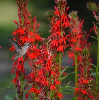 lobelia cardinalis cardinal flower hummingbird