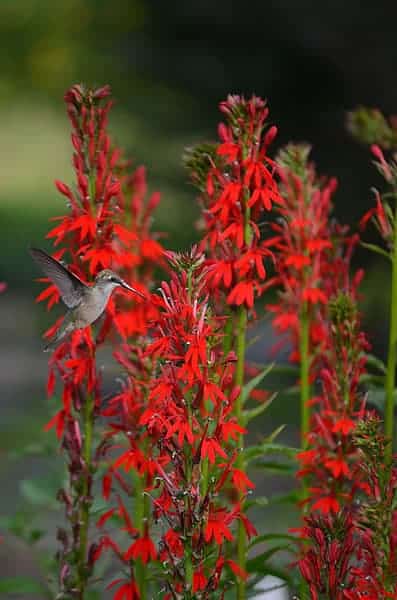 lobelia cardinalis cardinal flower hummingbird