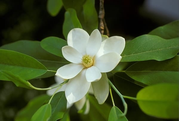 magnolia virginiana