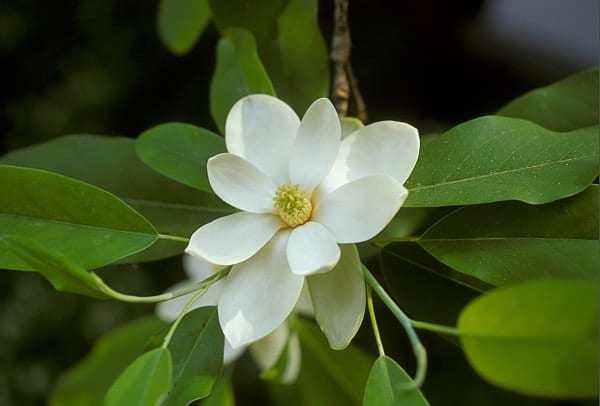 Sweetbay Magnolia Native Plant Spotlight
