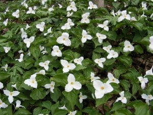 trilliums2