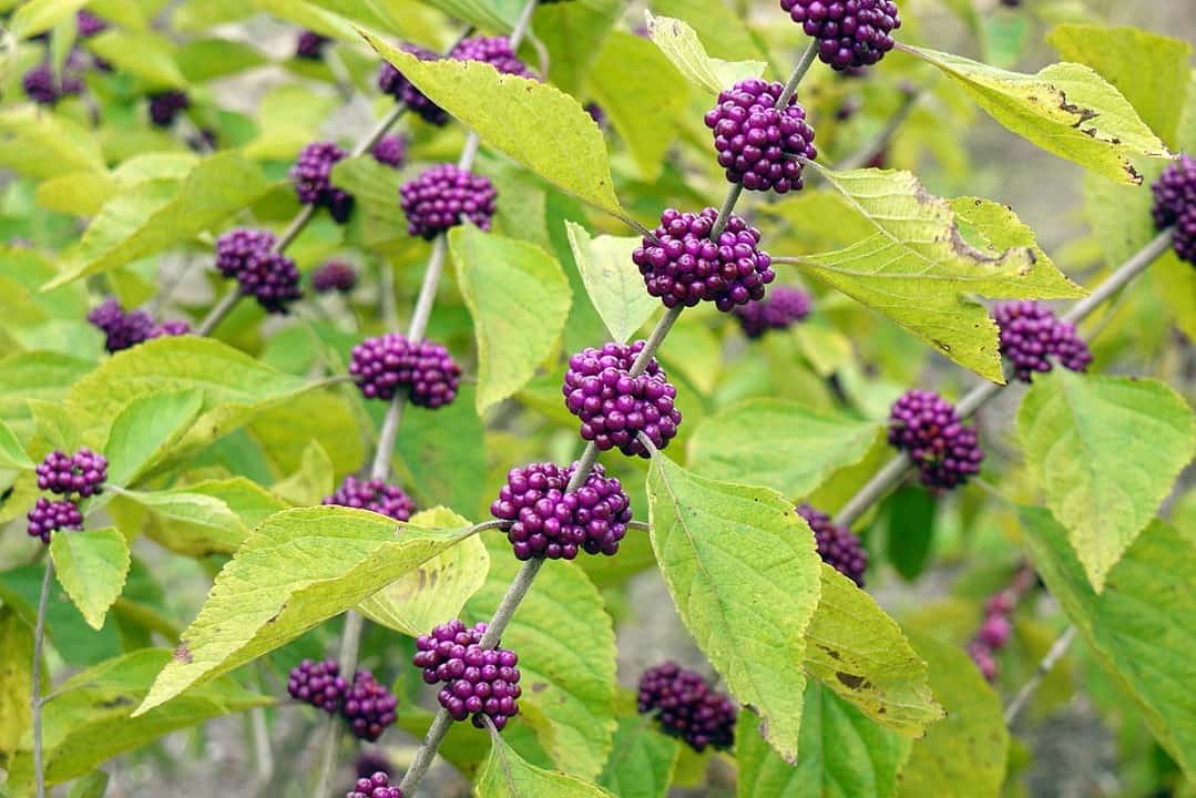 Native Plants Of Howard County, MD Powerpoint Presentation Landscape