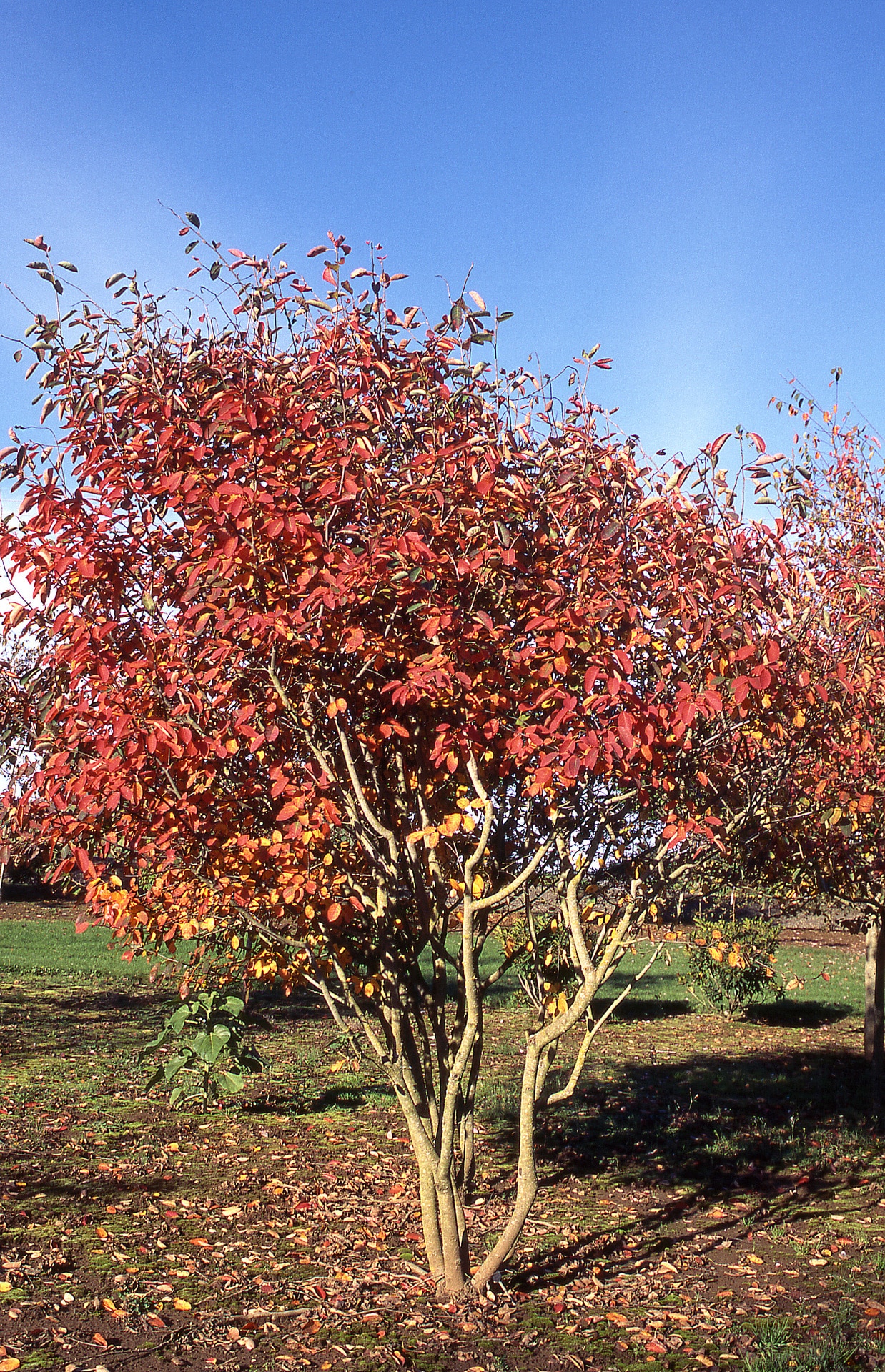 serviceberry autumn brilliance