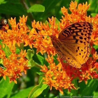 Bumble Bee Fritillary Butterfly on Asclepias tuberosa ⓒ michaela medina thegardenerseden