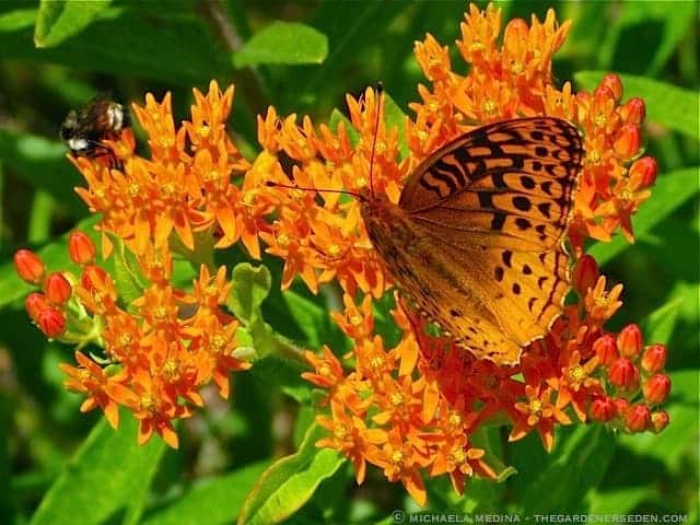 Bumble Bee Fritillary Butterfly on Asclepias tuberosa ⓒ michaela medina thegardenerseden