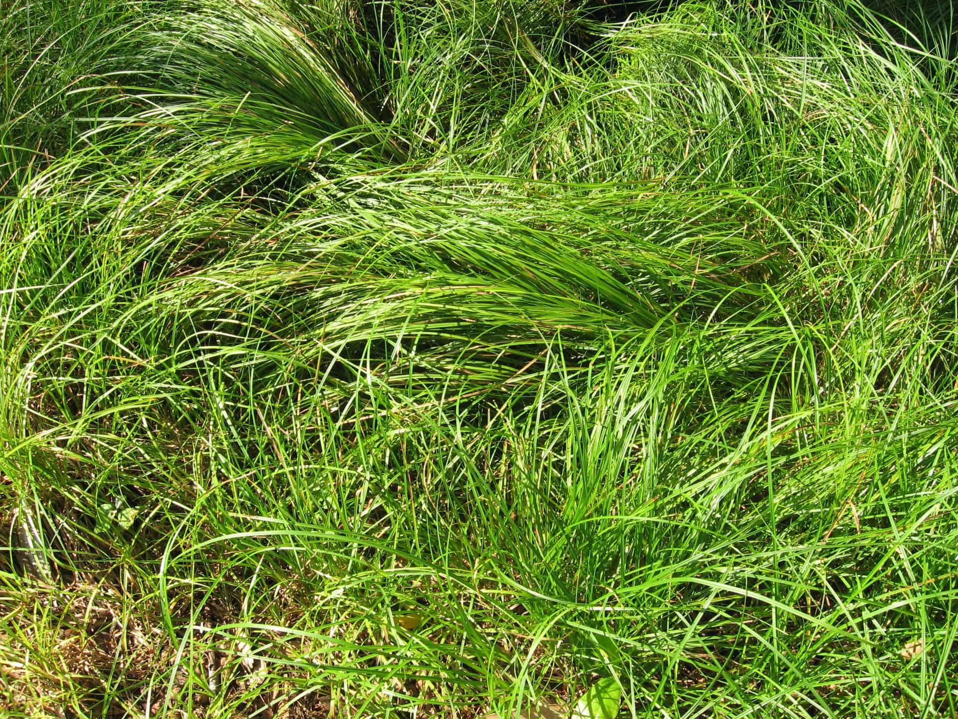 Pennsylvania Sedge Native Plant Spotlight