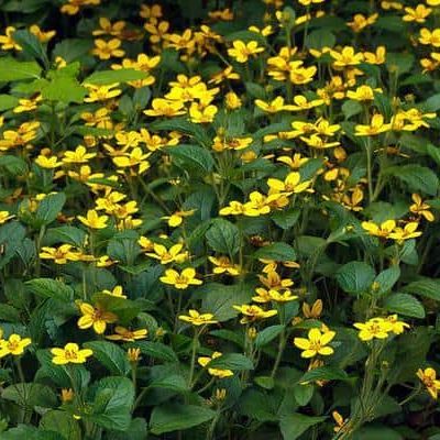 Chrysogonum virginianum groundcover Tom Poterfield cc by nc sa 20 12848168794 m