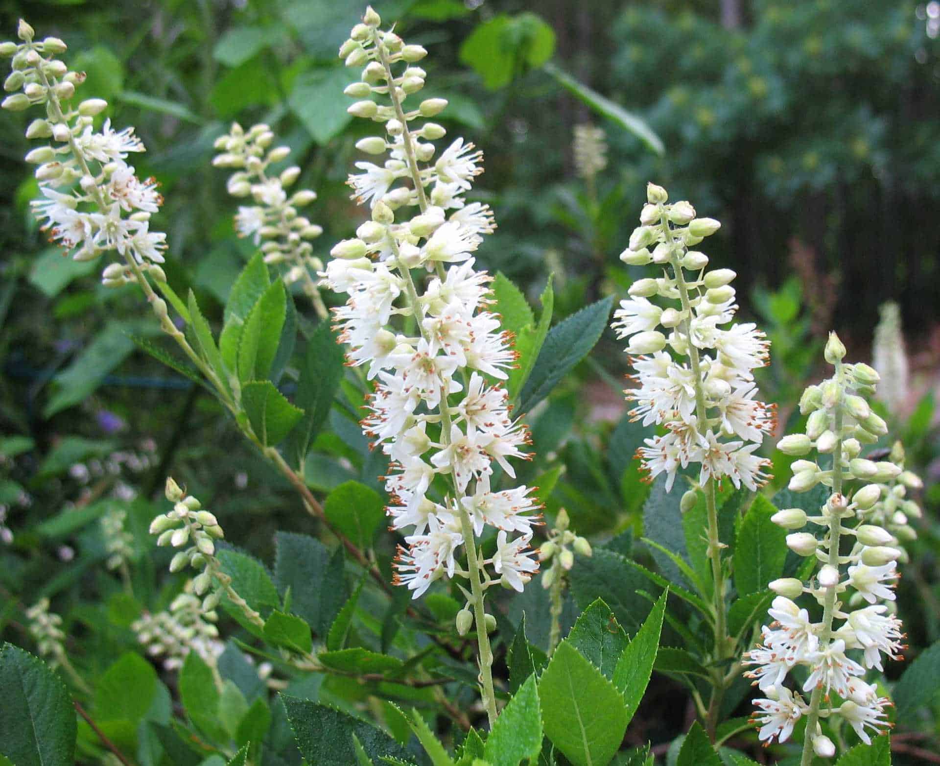 Clethra 013