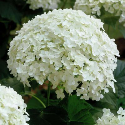 Hydrangea arborescens Annabelle 5178 1280 1280