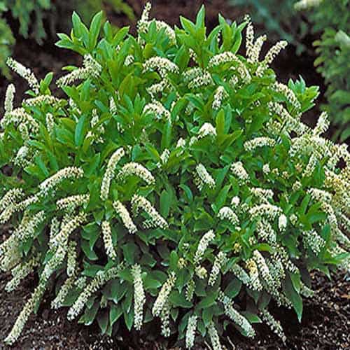 Itea virginica Little Henry 500x500