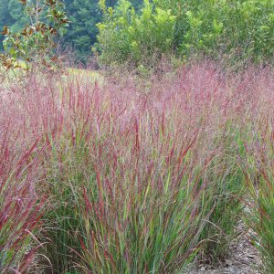 Panicum virgatum Shenandoah