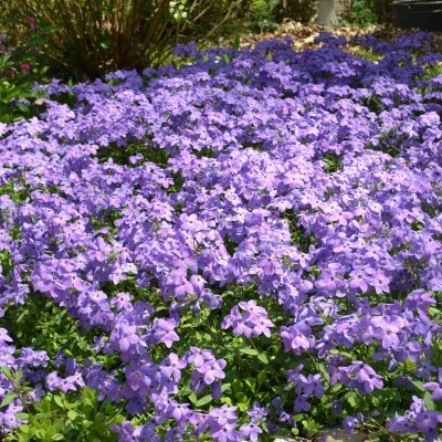 Phlox stolonifera