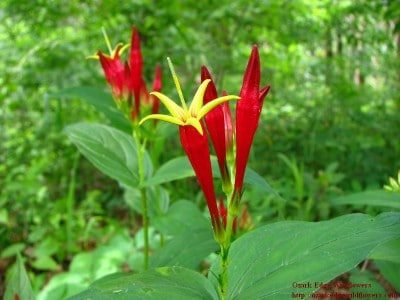 Spigelia marilandica27 400x300