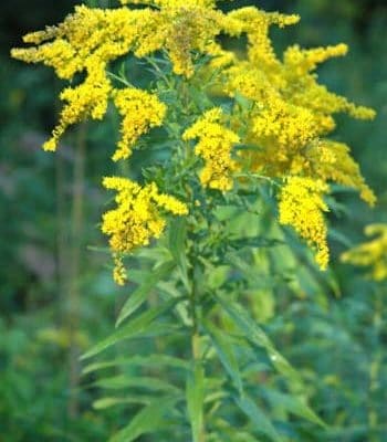 Sweet goldenrod full SIZED