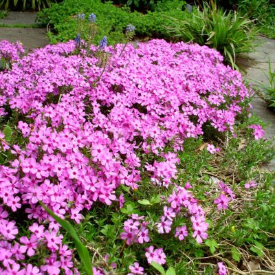 aah moss phlox phlox subulata