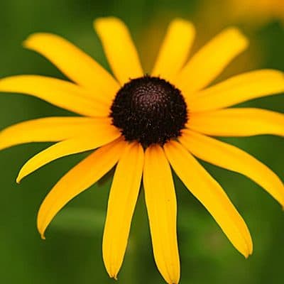 black eyed susan 6