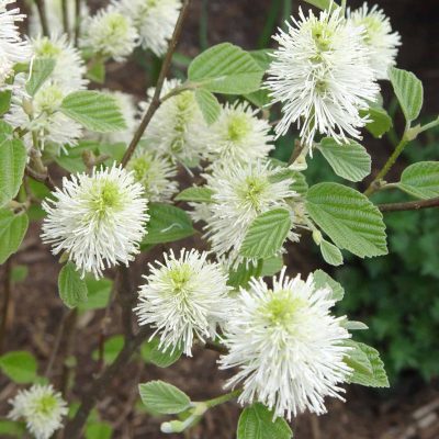 fothergilla.mtairy.flowers