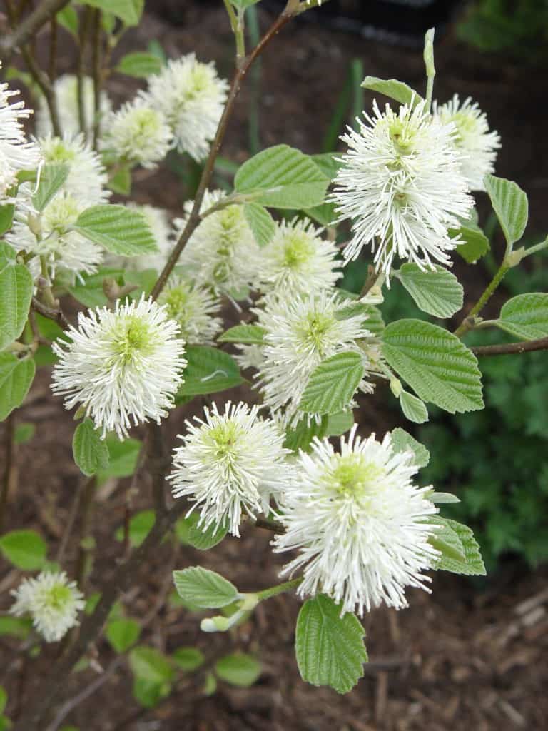 Buy Mount Airy Fothergilla (qt) LGS Native Plant Shop